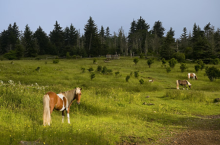 Wild Horses at Grayson Highlands State Park, VA